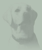 the labradors of bainbridge