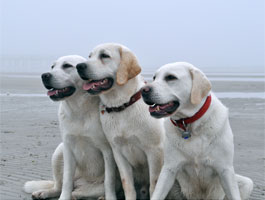 3 dogs