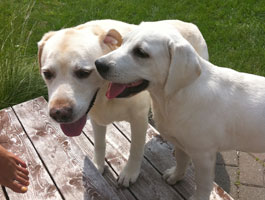 filmore and arlo