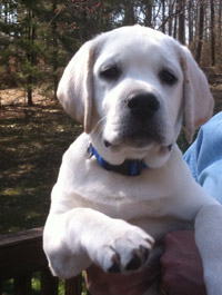 hank