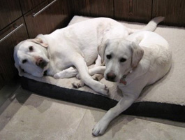 rusty and roxy
