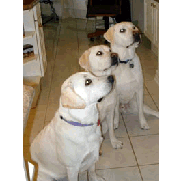 Solo-Maggie-Tucker (CA)