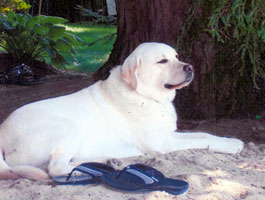 maggie