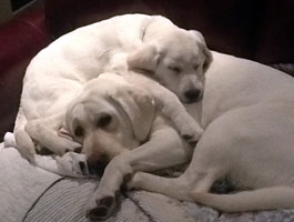 Holly (top) and Summer (RI)