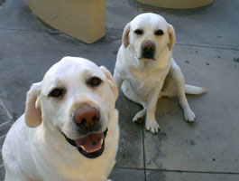 pace and willa