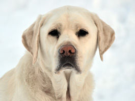 abby