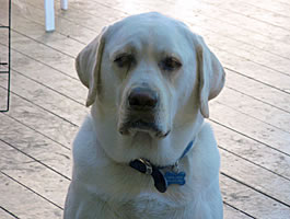 cooper