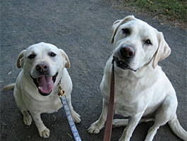 Daisy and Juneau