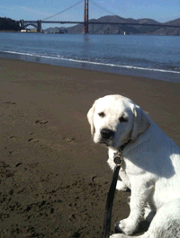 gracie