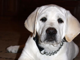 gus