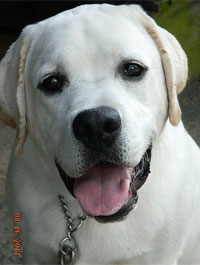 hank