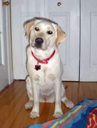 lily