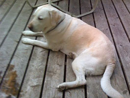 lucy