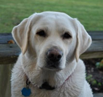 lucy