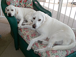 maggie and tucker