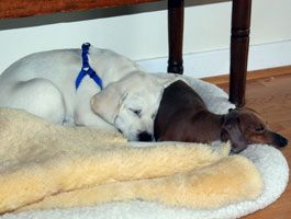 mojo and mouse