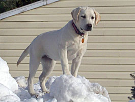 mollie