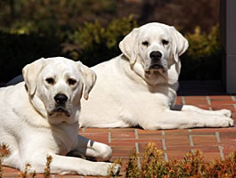 moose and morgan