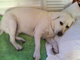 lucy