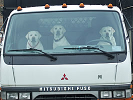 Riley, Maddy & Cane, CT 