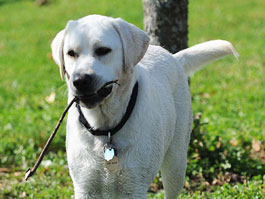 rocco