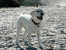 sadie