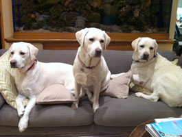 Suki, Kona and Rocket 