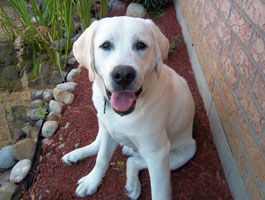 tanner