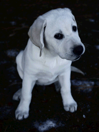 tucker