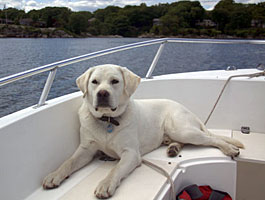 wilson