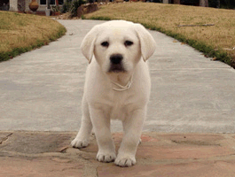 winston